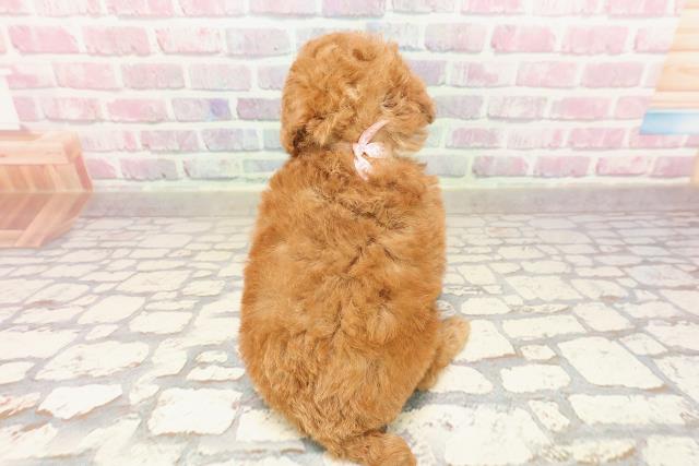栃木県のトイプードル(トイ) (Coo&RIKU宇都宮店/2025年6月19日生まれ/女の子/レッド)の子犬の4枚目の画像
