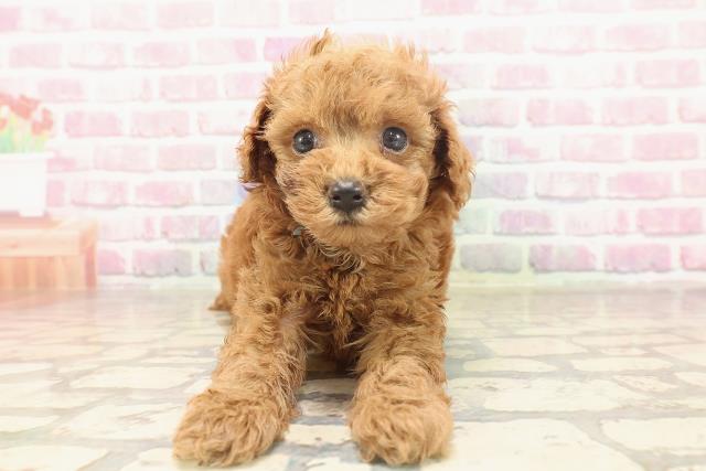 埼玉県のトイプードル(トイ) (Coo&RIKU川越店/2025年6月19日生まれ/男の子/レッド)の子犬