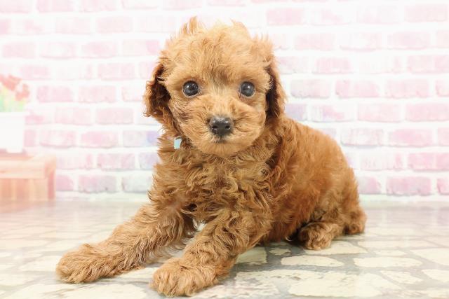 埼玉県のトイプードル(トイ) (Coo&RIKU川越店/2025年6月19日生まれ/男の子/レッド)の子犬の2枚目の画像