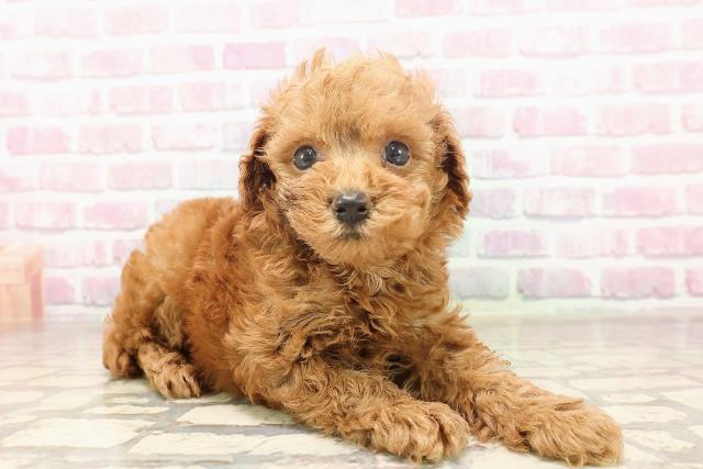 埼玉県のトイプードル(トイ) (Coo&RIKU川越店/2025年6月19日生まれ/男の子/レッド)の子犬の3枚目の画像