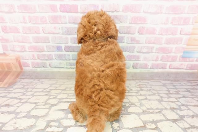 埼玉県のトイプードル(トイ) (Coo&RIKU川越店/2025年6月19日生まれ/男の子/レッド)の子犬の4枚目の画像