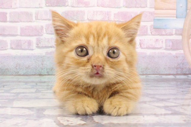 大阪府のマンチカン (Coo&RIKU梅田店/2025年6月17日生まれ/女の子/レッドタビー)の子猫の1枚目の画像