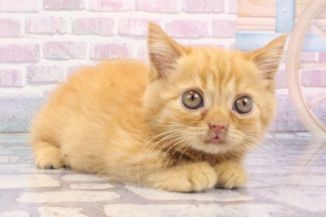大阪府のマンチカン (Coo&RIKU梅田店/2025年6月17日生まれ/女の子/レッドタビー)の子猫の2枚目の画像
