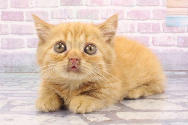 大阪府のマンチカン (Coo&RIKU梅田店/2025年6月17日生まれ/女の子/レッドタビー)の子猫の3枚目の画像