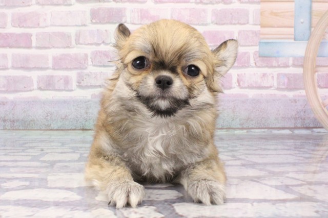 兵庫県のチワワ(ロング) (Coo&RIKU姫路店/2025年6月13日生まれ/男の子/レッド)の子犬