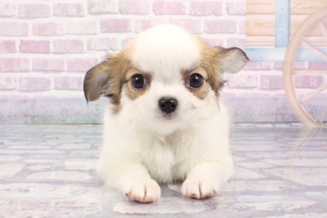 滋賀県のチワワ(ロング) (Coo&RIKU東近江店/2025年6月18日生まれ/男の子/レッドホワイト)の子犬の1枚目の画像