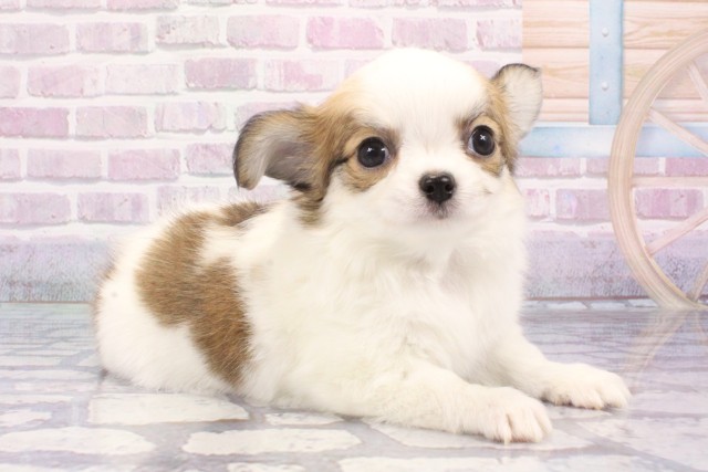 滋賀県のチワワ(ロング) (Coo&RIKU東近江店/2025年6月18日生まれ/男の子/レッドホワイト)の子犬の2枚目の画像