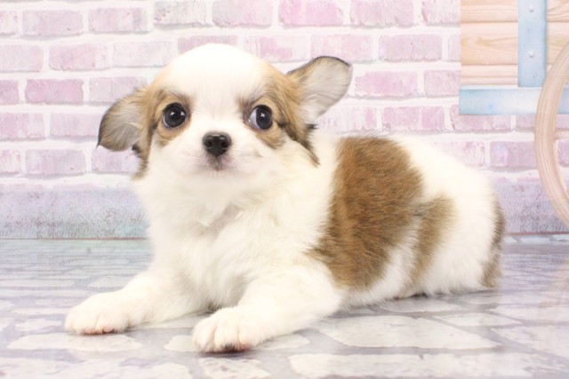 滋賀県のチワワ(ロング) (Coo&RIKU東近江店/2025年6月18日生まれ/男の子/レッドホワイト)の子犬の3枚目の画像