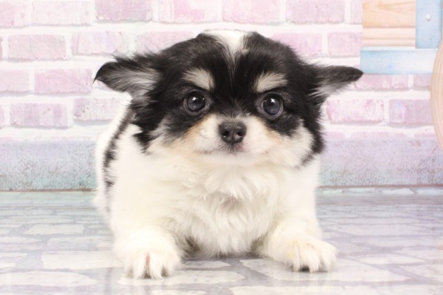 大阪府のチワワ(ロング) (Coo&RIKU梅田店/2025年6月11日生まれ/男の子/ブラックタンホワイト)の子犬の1枚目の画像