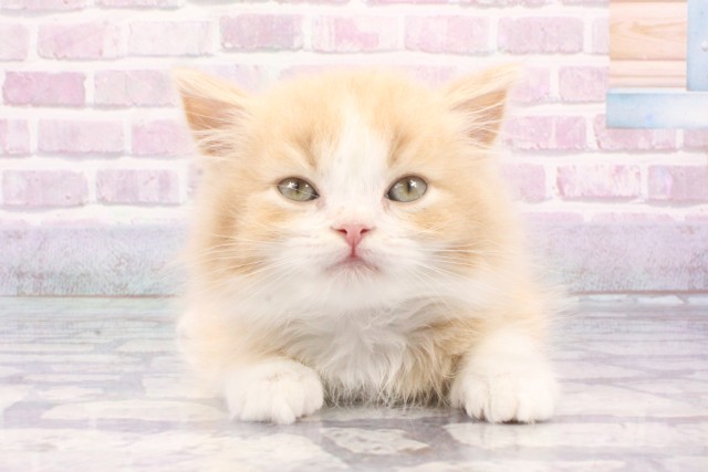 大阪府のマンチカン (Coo&RIKU和泉店/2025年6月19日生まれ/男の子/クリームタビーホワイト)の子猫の1枚目の画像
