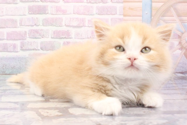 大阪府のマンチカン (Coo&RIKU和泉店/2025年6月19日生まれ/男の子/クリームタビーホワイト)の子猫の2枚目の画像