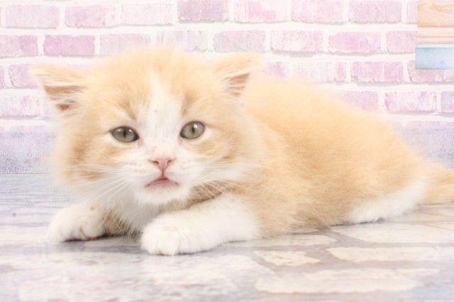 大阪府のマンチカン (Coo&RIKU和泉店/2025年6月19日生まれ/男の子/クリームタビーホワイト)の子猫の3枚目の画像