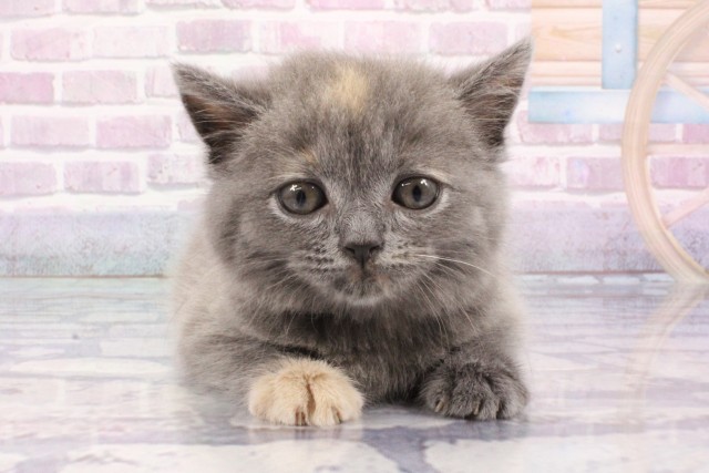 大阪府のマンチカン (Coo&RIKU枚方店/2025年6月18日生まれ/女の子/ブルーパッチドタビー)の子猫の1枚目の画像
