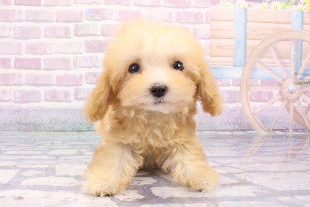 兵庫県のトイプードル(トイ) (Coo&RIKU丹波店/2025年6月17日生まれ/女の子/ペールフォーン)の子犬の1枚目の画像