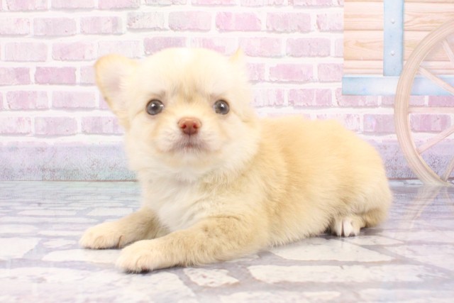 兵庫県のチワワ(ロング) (Coo&RIKU伊丹店/2025年6月15日生まれ/女の子/クリーム)の子犬の3枚目の画像