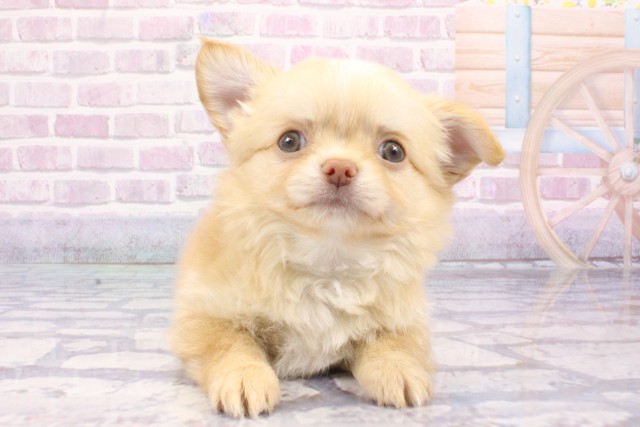 大阪府のチワワ(ロング) (Coo&RIKU寝屋川店/2025年6月15日生まれ/男の子/クリーム)の子犬の1枚目の画像
