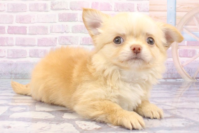 大阪府のチワワ(ロング) (Coo&RIKU寝屋川店/2025年6月15日生まれ/男の子/クリーム)の子犬の2枚目の画像