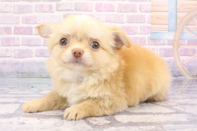 大阪府のチワワ(ロング) (Coo&RIKU寝屋川店/2025年6月15日生まれ/男の子/クリーム)の子犬の3枚目の画像