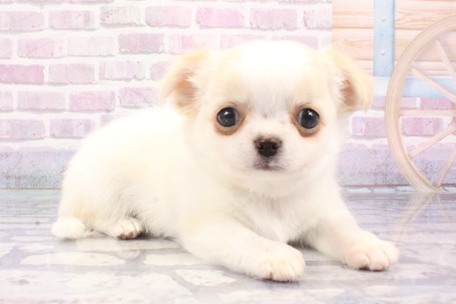 兵庫県のチワワ(ロング) (Coo&RIKU明石店/2025年6月14日生まれ/男の子/クリームホワイト)の子犬の2枚目の画像