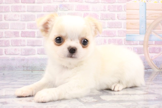 兵庫県のチワワ(ロング) (Coo&RIKU明石店/2025年6月14日生まれ/男の子/クリームホワイト)の子犬の3枚目の画像