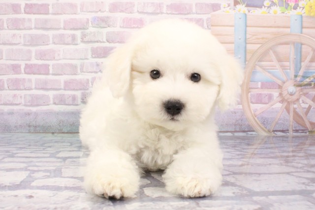 大阪府のビションフリーゼ (Coo&RIKU天王寺店/2025年6月14日生まれ/男の子/ホワイト)の子犬の1枚目の画像