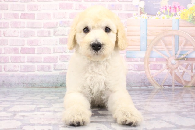 兵庫県のスタンダードプードル (Coo&RIKU姫路店/2025年6月19日生まれ/女の子/ホワイト)の子犬の1枚目の画像