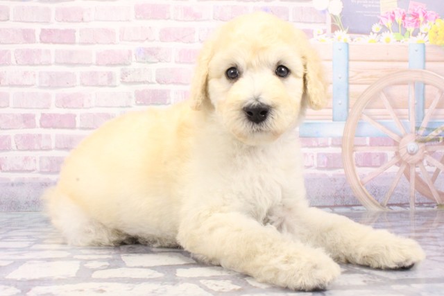 兵庫県のスタンダードプードル (Coo&RIKU姫路店/2025年6月19日生まれ/女の子/ホワイト)の子犬の2枚目の画像