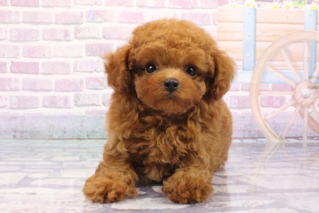 兵庫県のトイプードル(トイ) (Coo&RIKU尼崎店/2025年6月12日生まれ/男の子/オレンジフォーン)の子犬の1枚目の画像