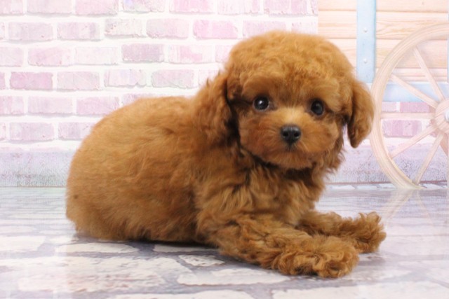 兵庫県のトイプードル(トイ) (Coo&RIKU尼崎店/2025年6月12日生まれ/男の子/オレンジフォーン)の子犬の2枚目の画像