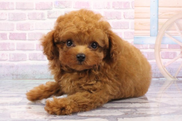 兵庫県のトイプードル(トイ) (Coo&RIKU尼崎店/2025年6月12日生まれ/男の子/オレンジフォーン)の子犬の3枚目の画像