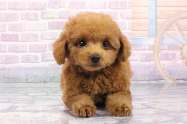 大阪府のトイプードル(トイ) (Coo&RIKU心斎橋店/2025年6月18日生まれ/男の子/レッドフォーン)の子犬の1枚目の画像