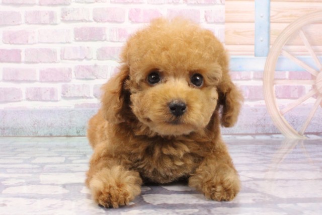 兵庫県のトイプードル(トイ) (Coo&RIKU伊丹店/2025年6月18日生まれ/男の子/レッドフォーン)の子犬の1枚目の画像