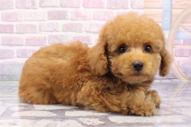 兵庫県のトイプードル(トイ) (Coo&RIKU伊丹店/2025年6月18日生まれ/男の子/レッドフォーン)の子犬の2枚目の画像