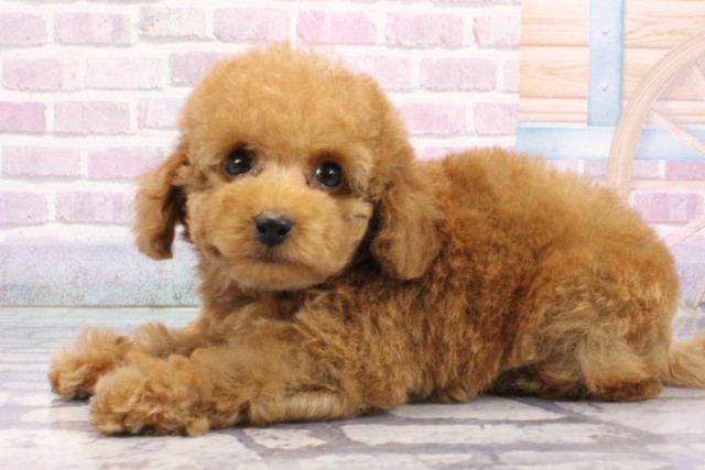 兵庫県のトイプードル(トイ) (Coo&RIKU伊丹店/2025年6月18日生まれ/男の子/レッドフォーン)の子犬の3枚目の画像