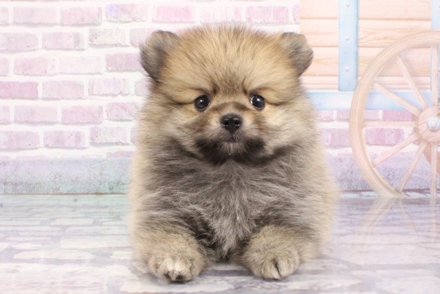 大阪府のポメラニアン (Coo&RIKU枚方店/2025年6月19日生まれ/男の子/ウルフセーブル)の子犬の1枚目の画像