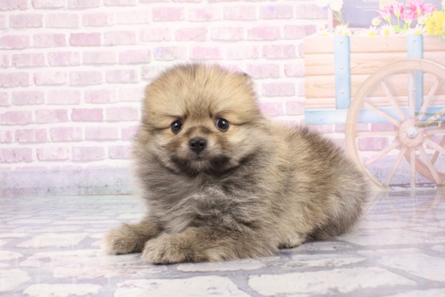 大阪府のポメラニアン (Coo&RIKU枚方店/2025年6月19日生まれ/男の子/ウルフセーブル)の子犬の3枚目の画像