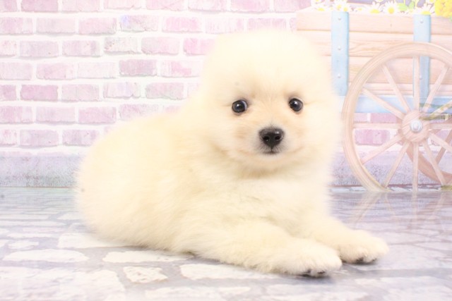 兵庫県のポメラニアン (Coo&RIKU神戸三宮店/2025年6月19日生まれ/男の子/クリーム)の子犬の2枚目の画像