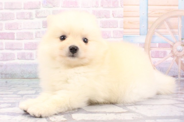 兵庫県のポメラニアン (Coo&RIKU神戸三宮店/2025年6月19日生まれ/男の子/クリーム)の子犬の3枚目の画像