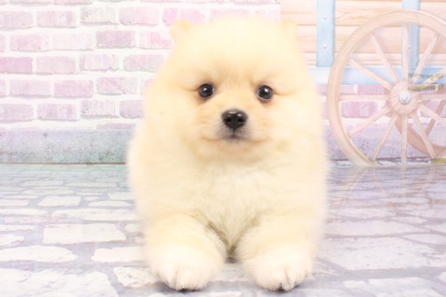 大阪府のポメラニアン (Coo&RIKU天王寺店/2025年6月19日生まれ/男の子/クリーム)の子犬の1枚目の画像