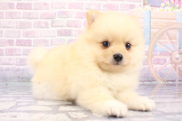 大阪府のポメラニアン (Coo&RIKU天王寺店/2025年6月19日生まれ/男の子/クリーム)の子犬の2枚目の画像