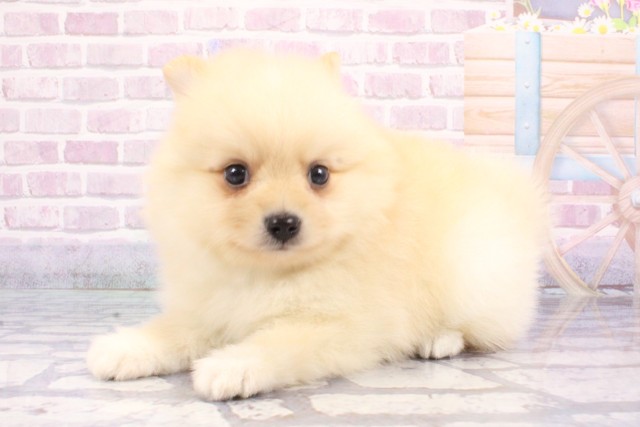 大阪府のポメラニアン (Coo&RIKU天王寺店/2025年6月19日生まれ/男の子/クリーム)の子犬の3枚目の画像