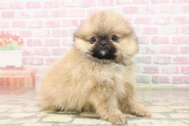 埼玉県のポメラニアン (Coo&RIKUアニマルケアセンター大宮/2025年6月20日生まれ/男の子/オレンジ)の子犬の3枚目の画像