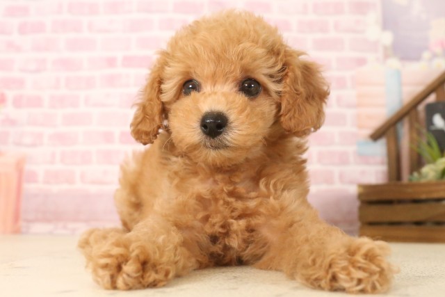 高知県のトイプードル(トイ) (Coo&RIKUのいち店/2025年6月20日生まれ/女の子/オレンジフォーン)の子犬の1枚目の画像