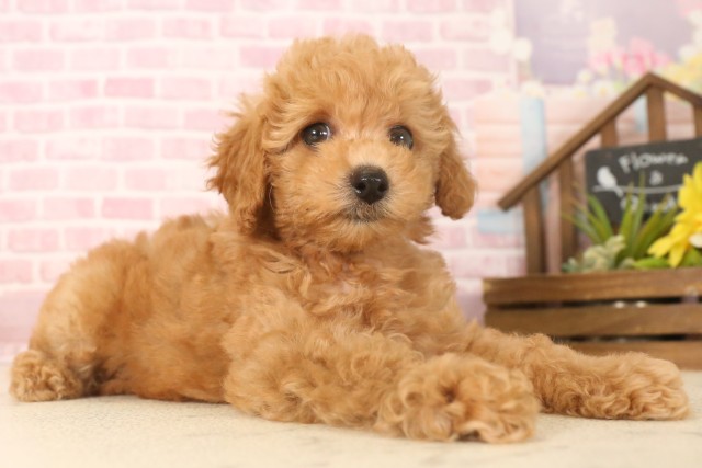 高知県のトイプードル(トイ) (Coo&RIKUのいち店/2025年6月20日生まれ/女の子/オレンジフォーン)の子犬の2枚目の画像