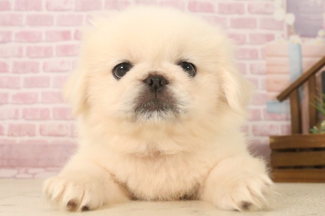 広島県のペキニーズ (Coo&RIKU広島北店/2025年6月22日生まれ/男の子/クリーム)の子犬の1枚目の画像