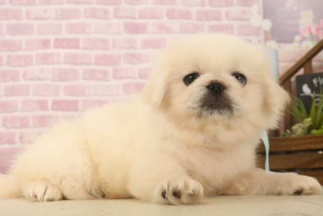 広島県のペキニーズ (Coo&RIKU広島北店/2025年6月22日生まれ/男の子/クリーム)の子犬の2枚目の画像