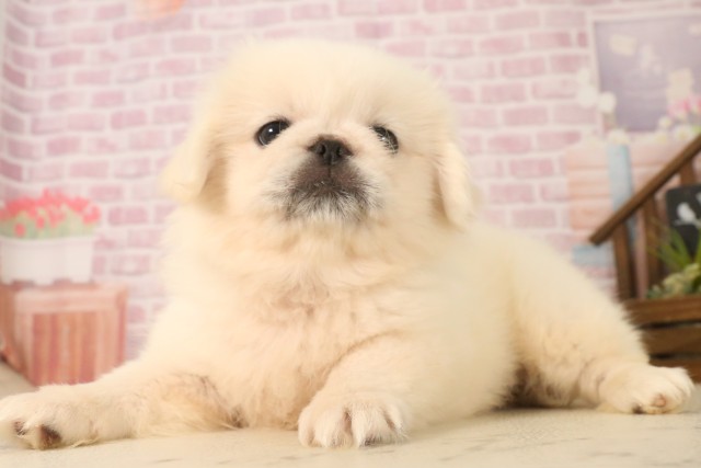 広島県のペキニーズ (Coo&RIKU広島北店/2025年6月22日生まれ/男の子/クリーム)の子犬の3枚目の画像