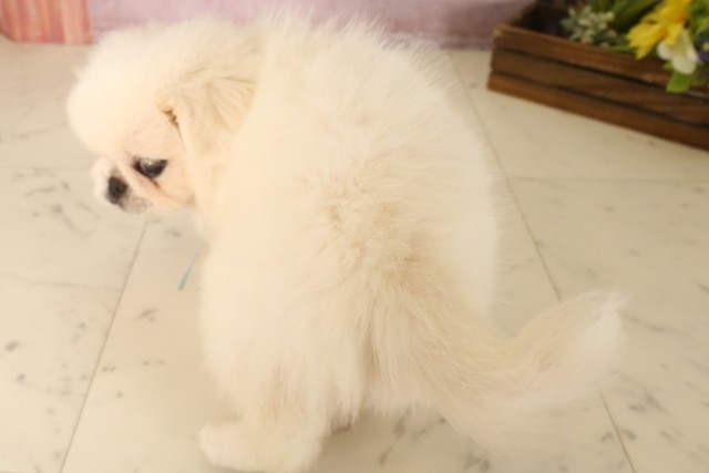 広島県のペキニーズ (Coo&RIKU広島北店/2025年6月22日生まれ/男の子/クリーム)の子犬の4枚目の画像