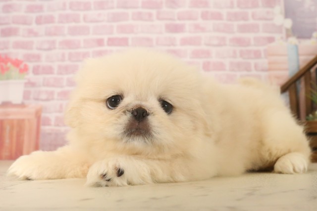 岡山県のペキニーズ (Coo&RIKU岡山店/2025年6月22日生まれ/女の子/クリーム)の子犬の3枚目の画像