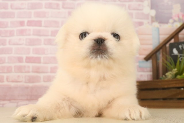 愛媛県のペキニーズ (Coo&RIKU大洲店/2025年6月22日生まれ/女の子/クリーム)の子犬の1枚目の画像